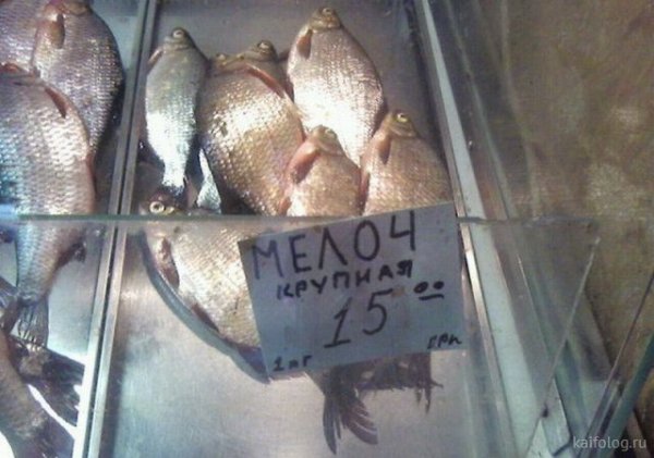 Шутки про рыбу