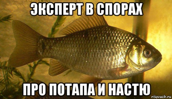 Карась прикол