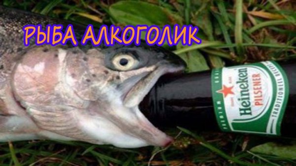 Бухой карась