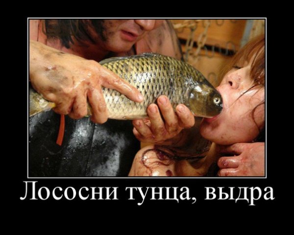 Лососнул тунца