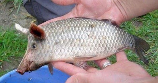 ПОНАДУСЁРОВЫЙ швайнокарась