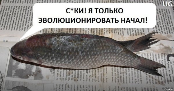Смешные шутки про карасей