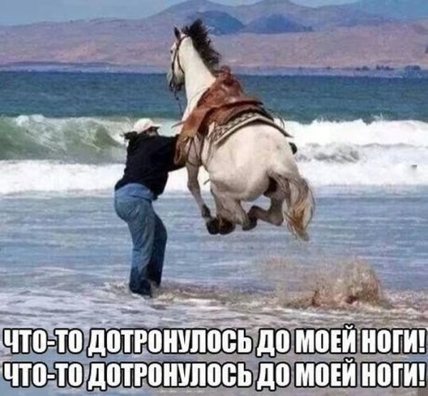 Смешная лошадь прикол
