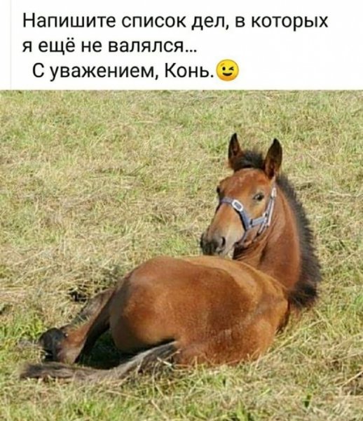 Конь не валялся