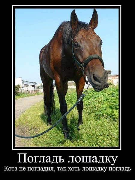 Анекдоты про лошадей