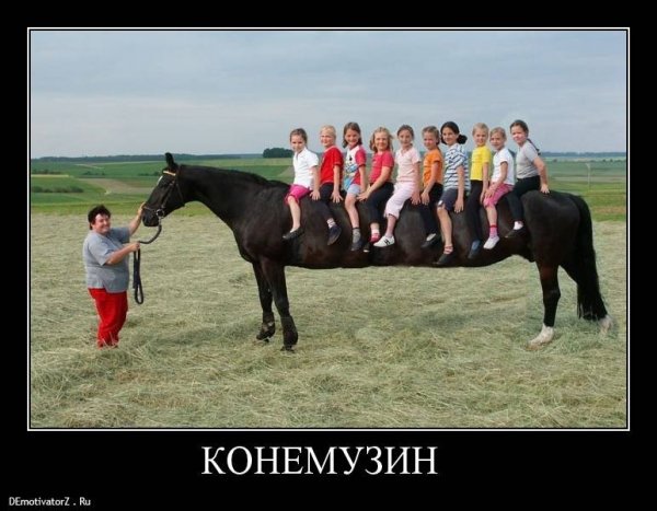 Шутки про коней