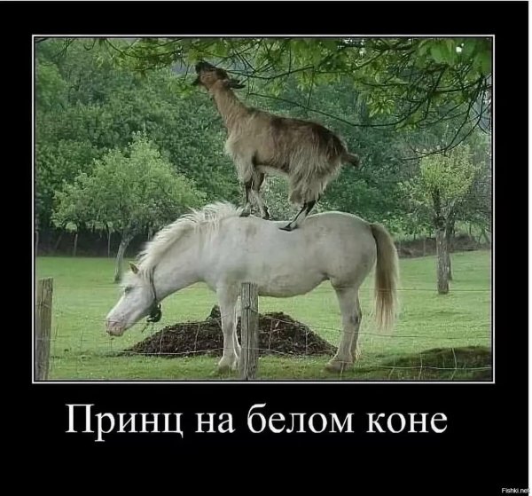 Демотиваторы про лошадей