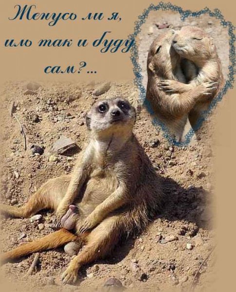 Приколы про сусликов