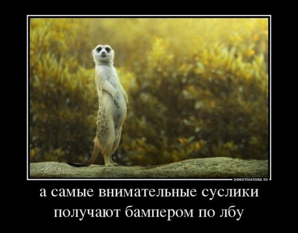 Смешные шутки про суслика