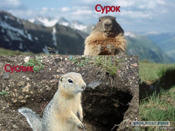 Сурки и суслики разница