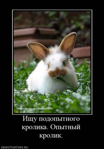 Смешные кролики