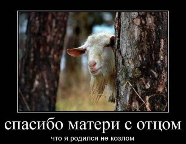 Коза демотиватор