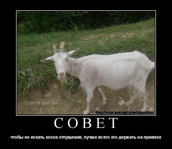 Шутки про козу