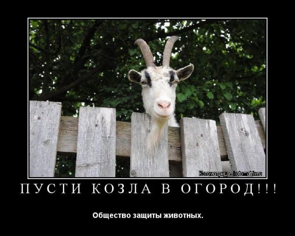 Пусти козу в огород