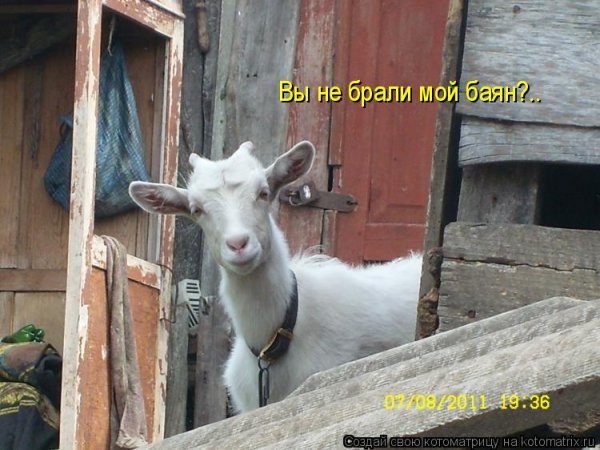 Соседи козлы