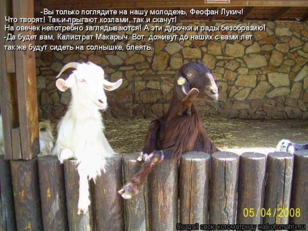 Козлы юмор