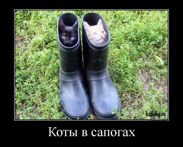 Сапоги прикол