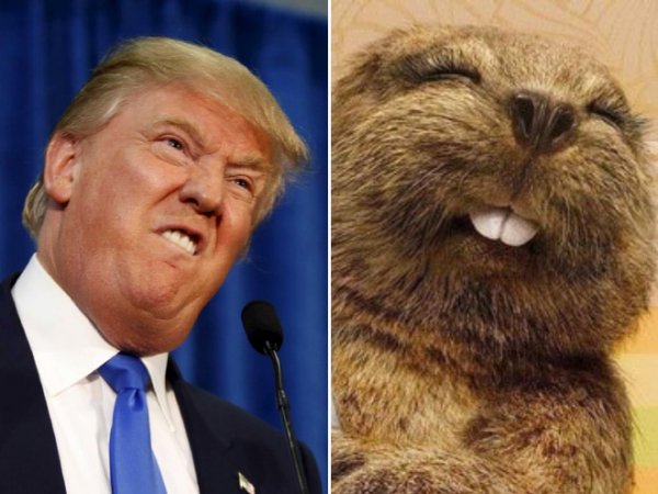 Дональд Трамп и Луна