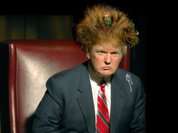 Дональд Трамп прическа
