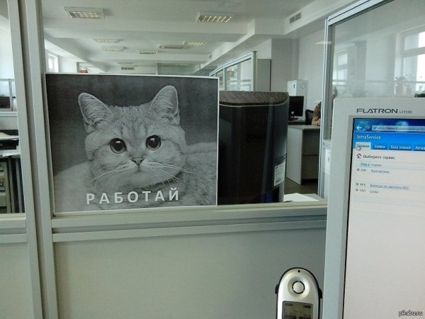 Коты в офисе работают