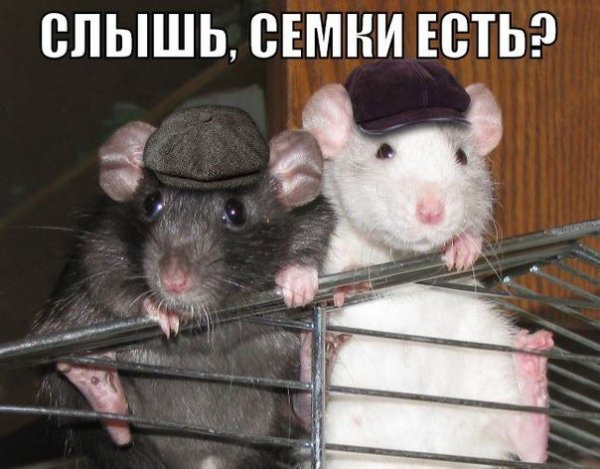 Три крысы смешные