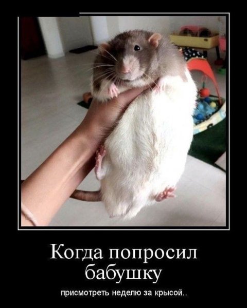 Шутки про крыс