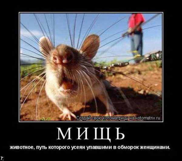 Шутки про мышку