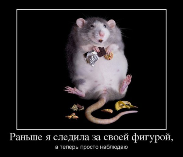 Крыса прикол