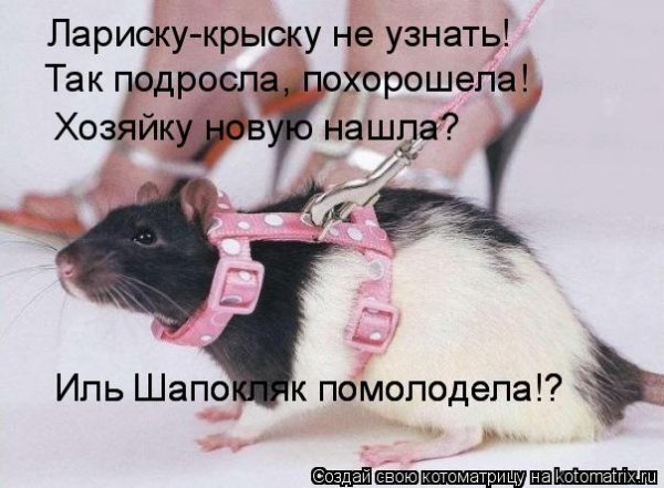 Смешные шутки про крыс