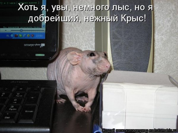 Крыса демотиватор