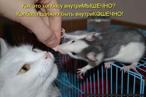 Крыса прикол