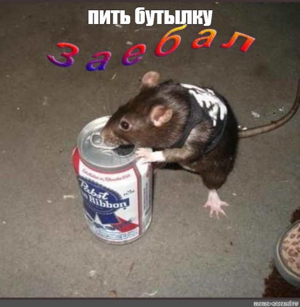 Крыса панк