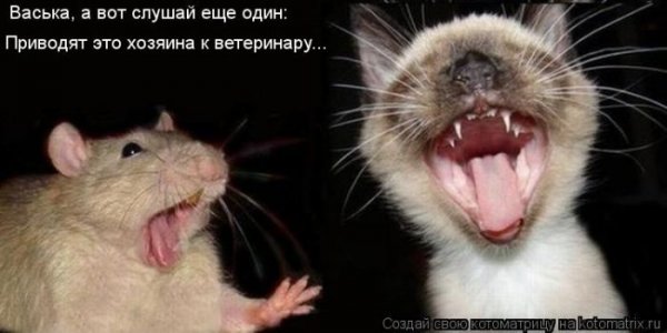 Смешные крысы с надписями