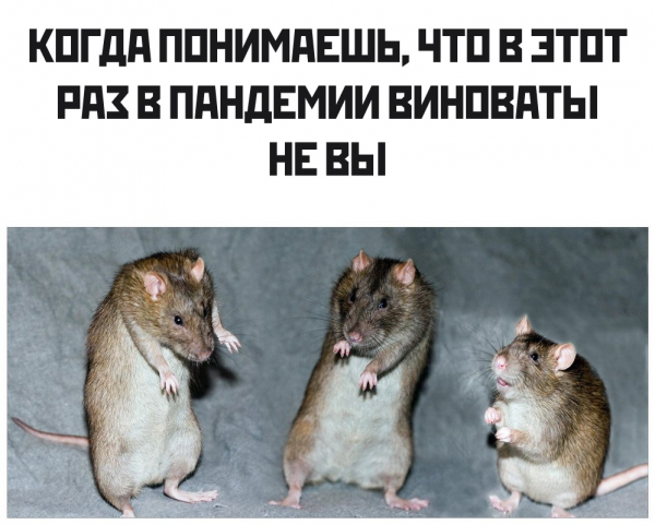 Смешные крысы мемы
