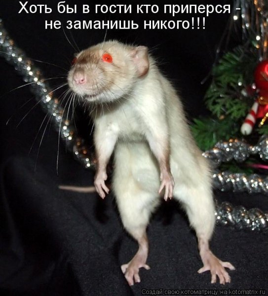 Я крыса