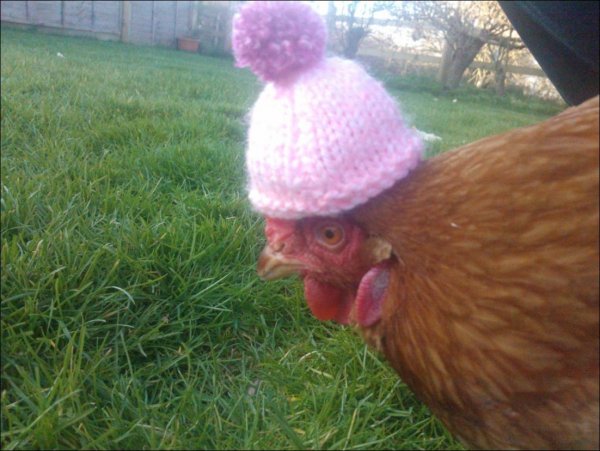 Курица Мем