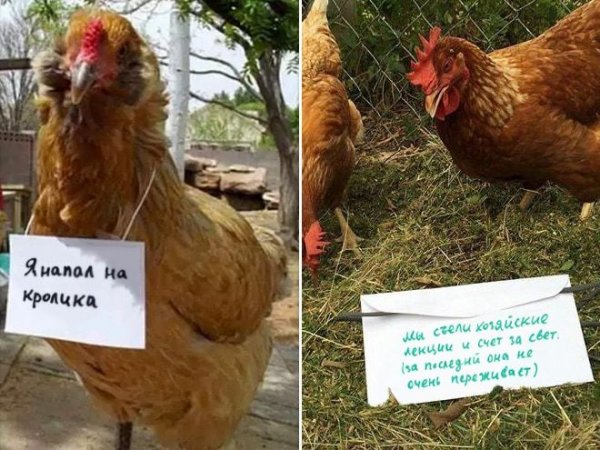Петух прикол