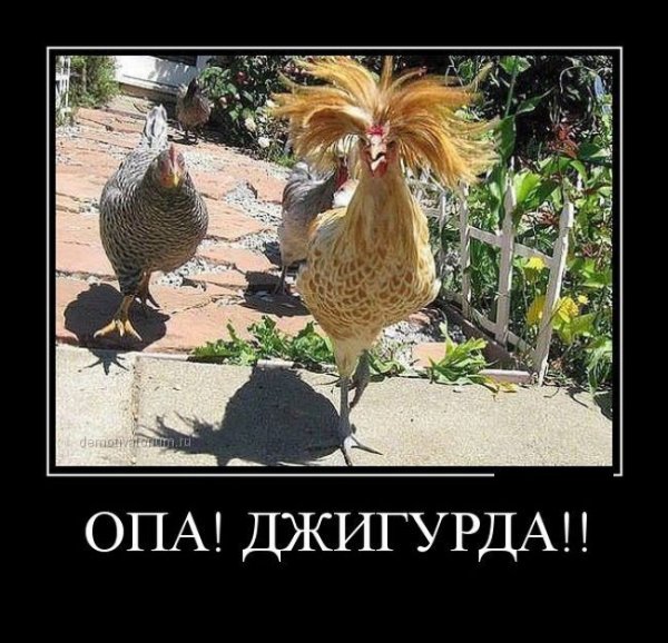 Петух прикол