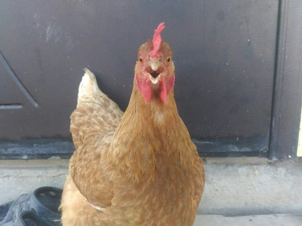 Мемы с курицей