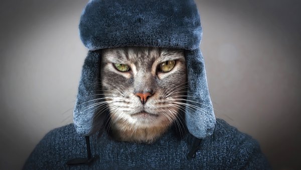Кот в шапке