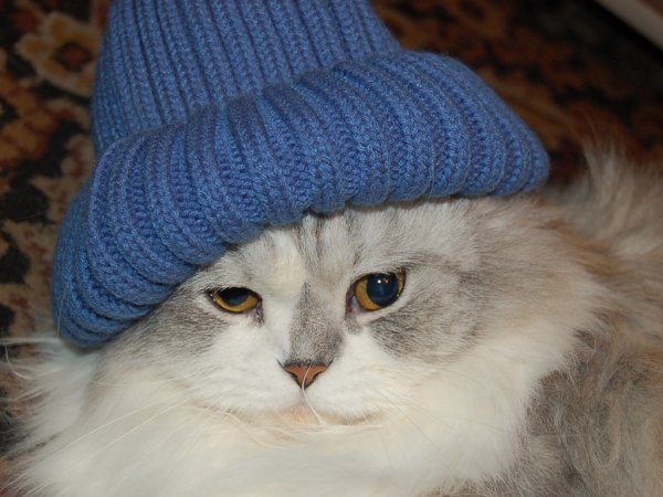 Шапочка котика