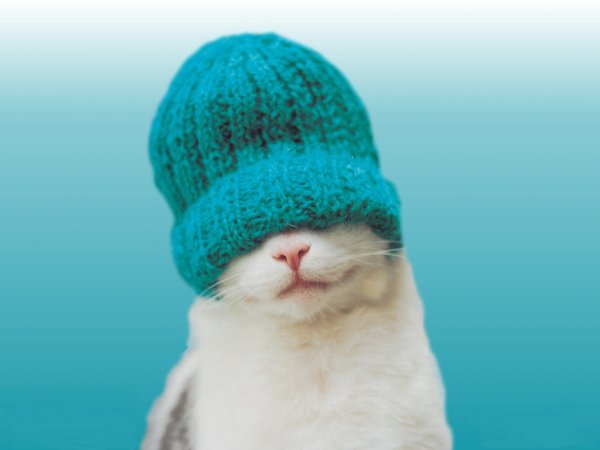 Котик в голубой шапочке