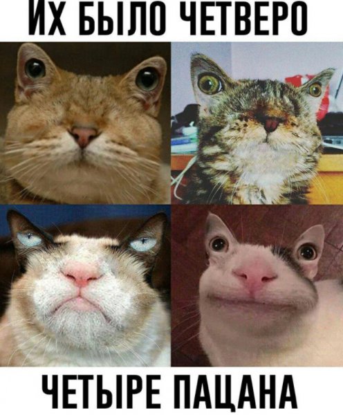 Мемный котик