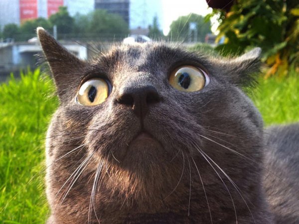 Угарные коты