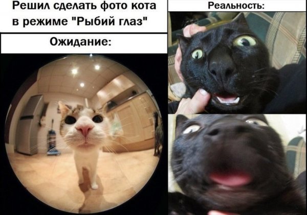 Мемы с котами до слез