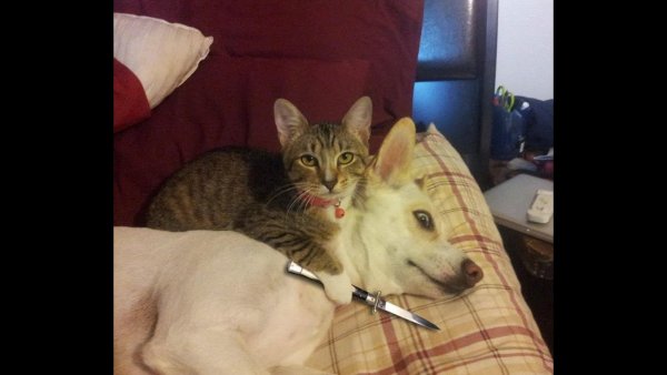 Мемы с котом