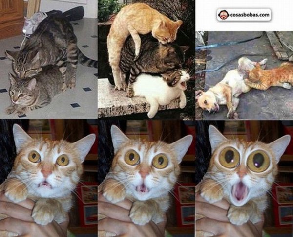 Коты извращенцы