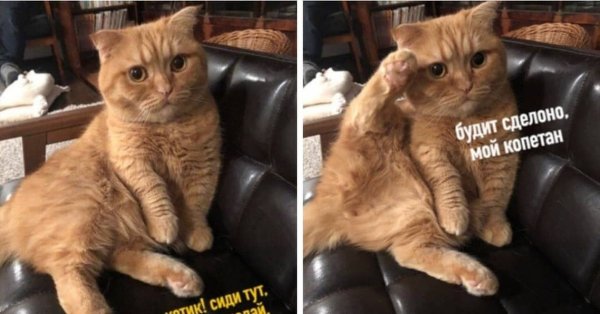 Мемы про котов смешные до слез