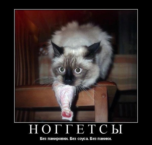 Кошки демотиваторы приколы