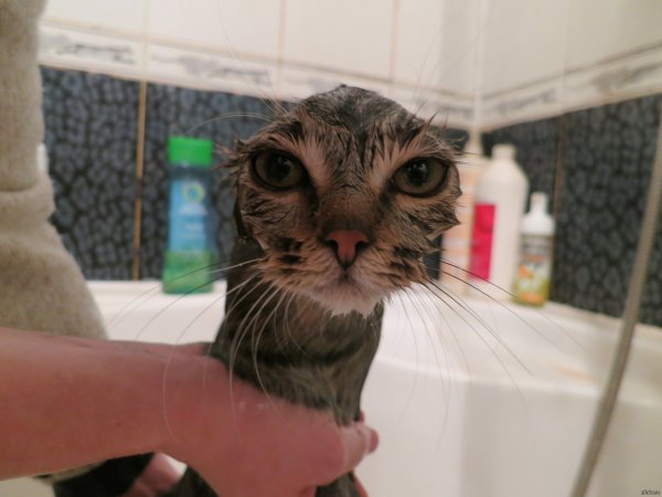 Угар про котов